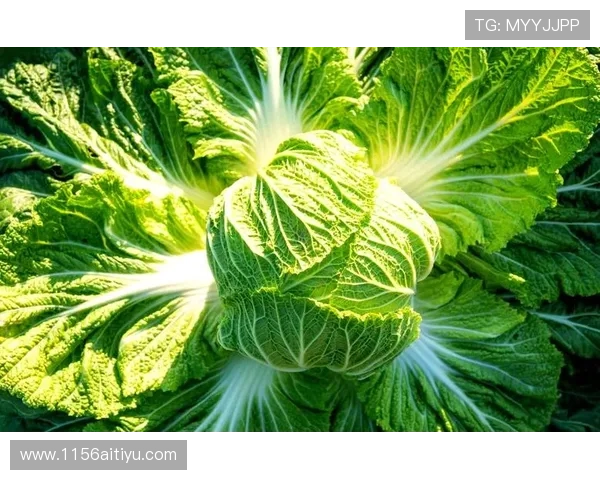 全面解析白菜网站大全：9到100元的超值资源推荐